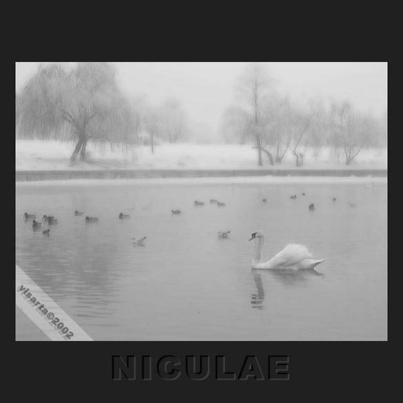 song of white